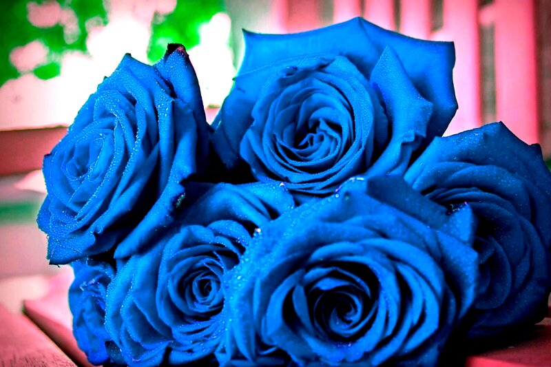 Blue Roses with Water Droplets — Dramatic, Photograph, Water Droplets, Wooden Surface