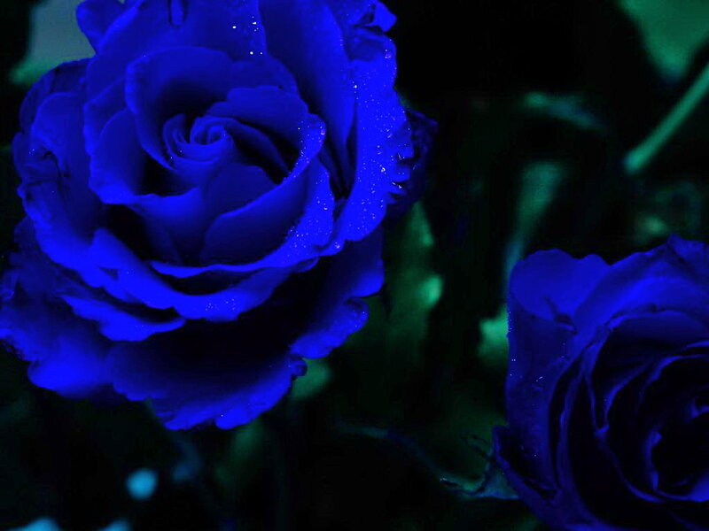 Blue Roses with Water Droplets — Dramatic