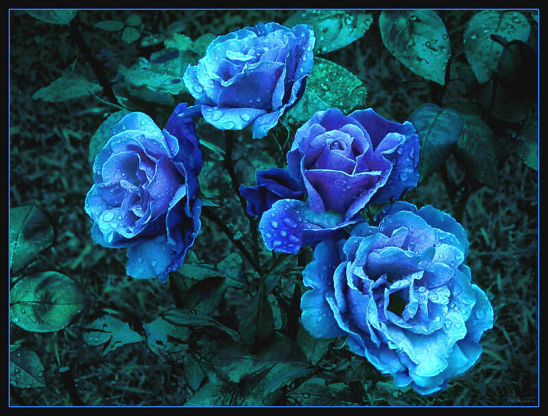 Blue Roses with Water Droplets — Moody