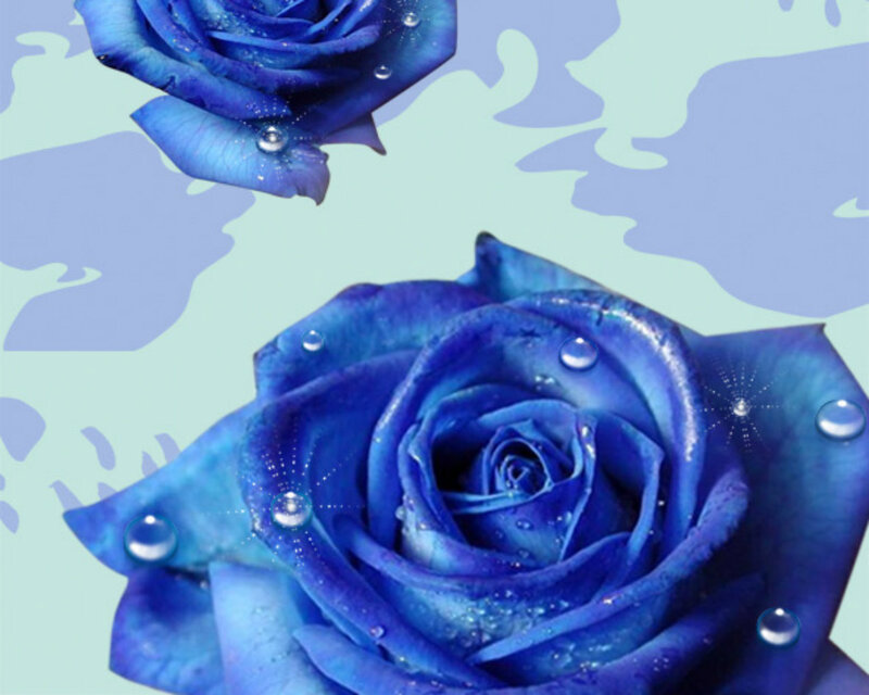 Blue Roses with Water Droplets — Serene, Digital Art