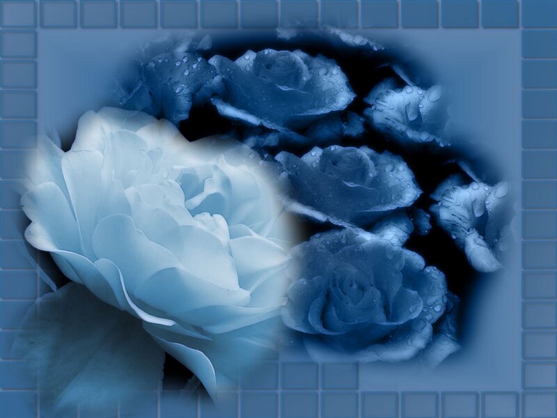 Blue Roses with Water Droplets — Serene, Digital Art, Water Droplets
