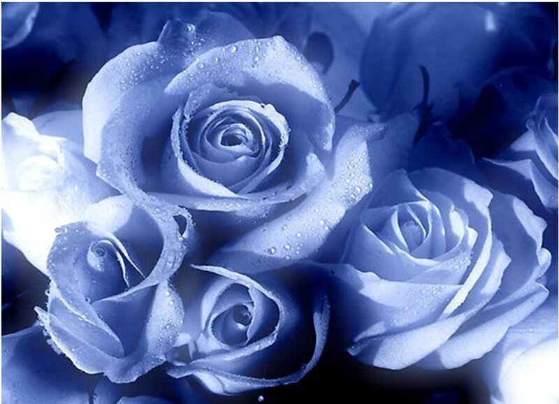 Blue Roses with Water Droplets — Serene, Photograph, Water Droplets, Bloom