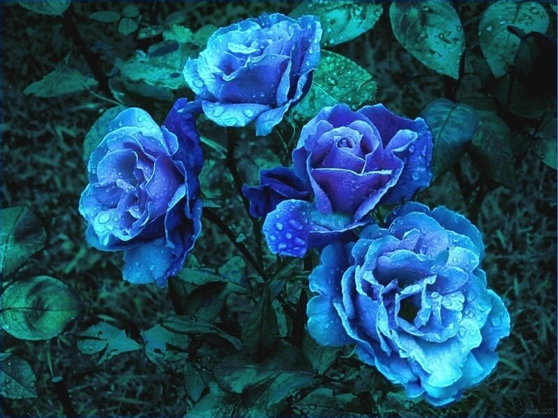 Blue Roses with Water Droplets — Serene