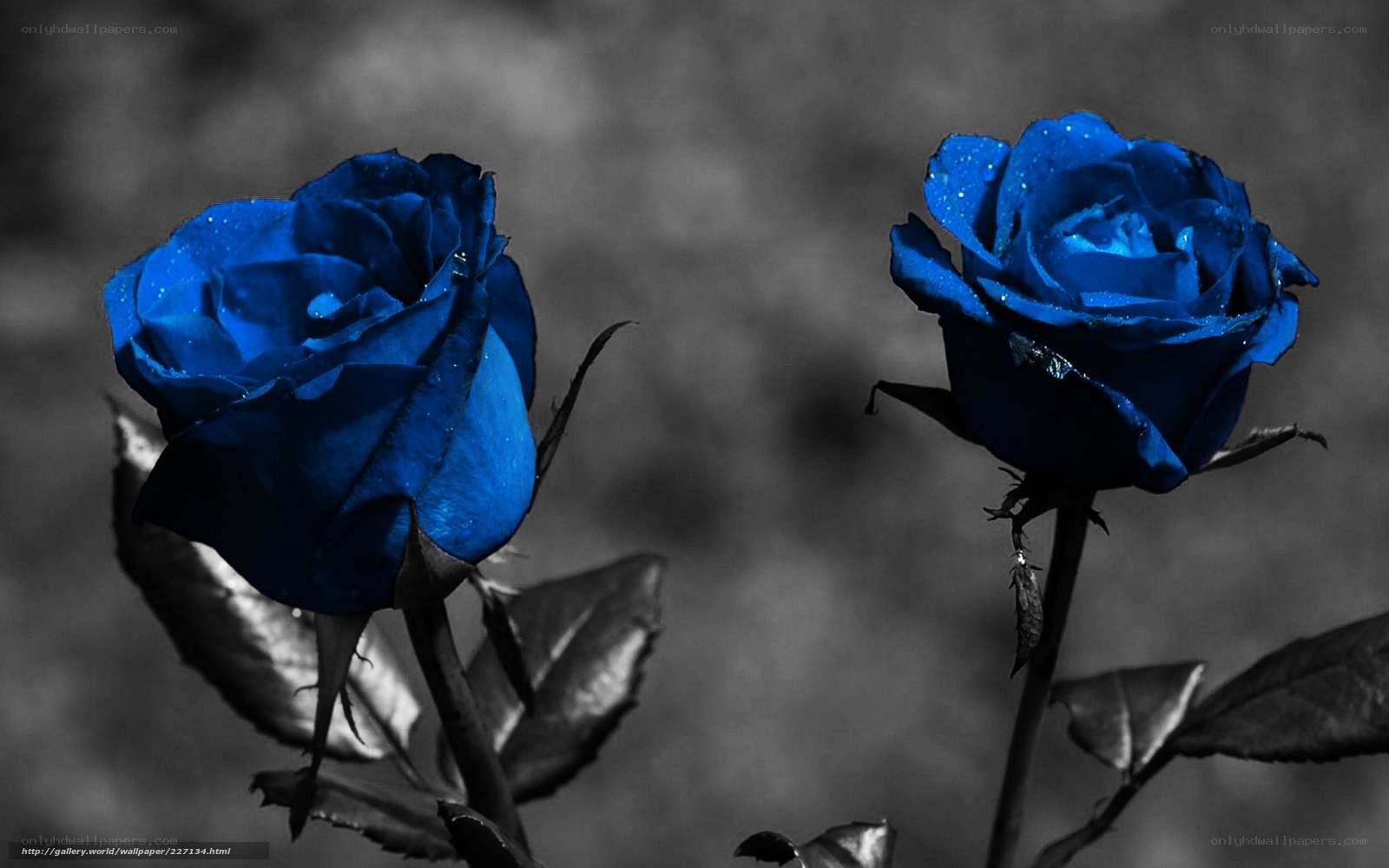 Blue roses with water droplets