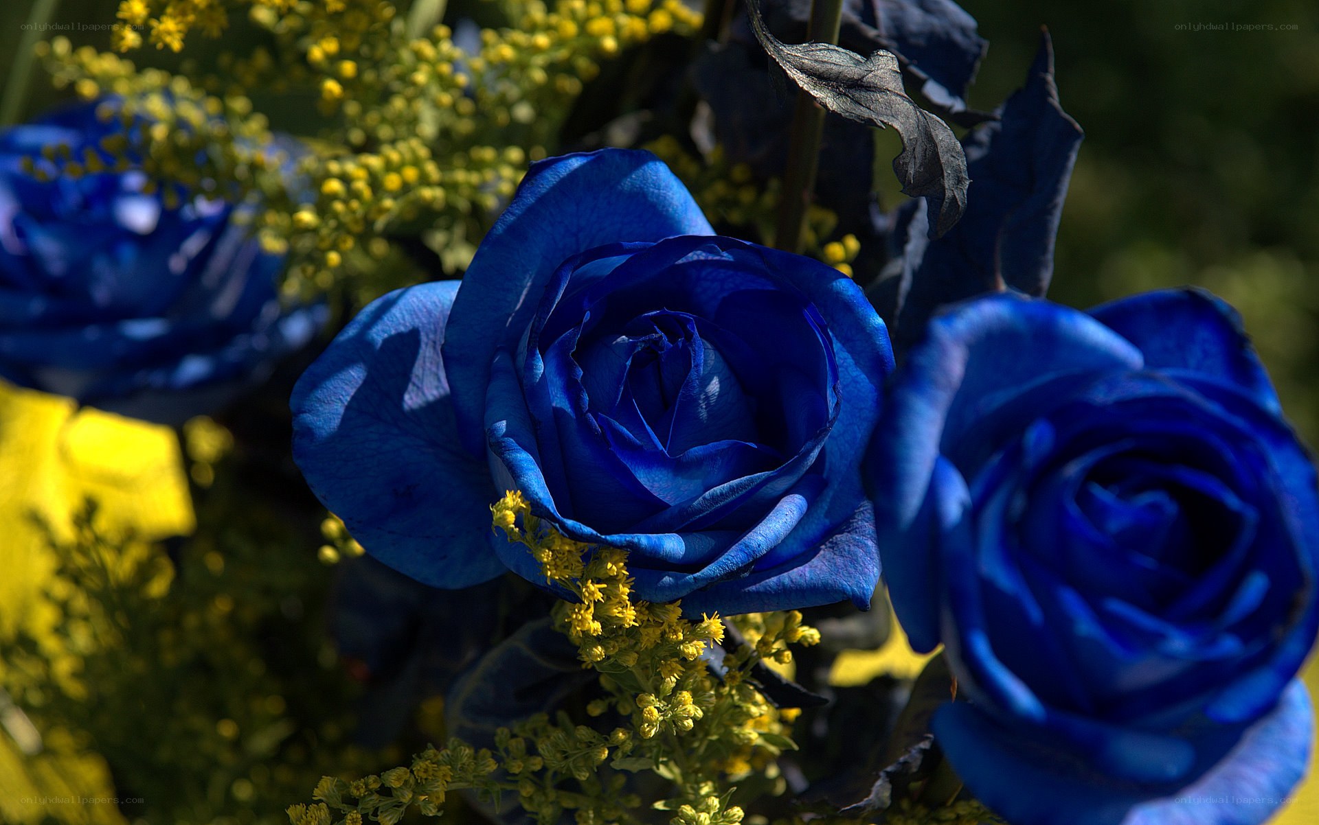 Blue roses with yellow flowers