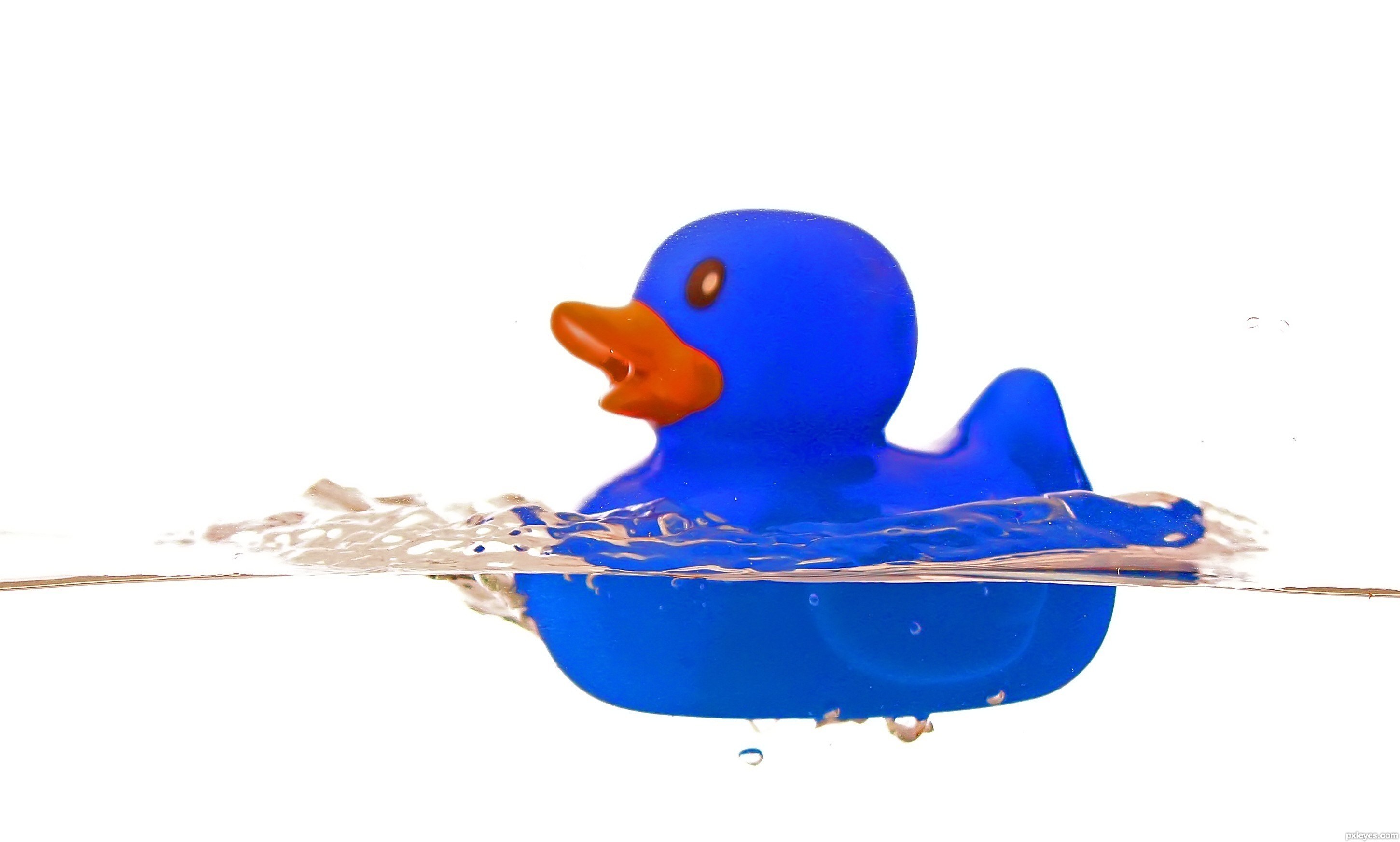 blue rubber duck in water
