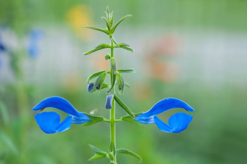 Blue Salvia Flower — Serene