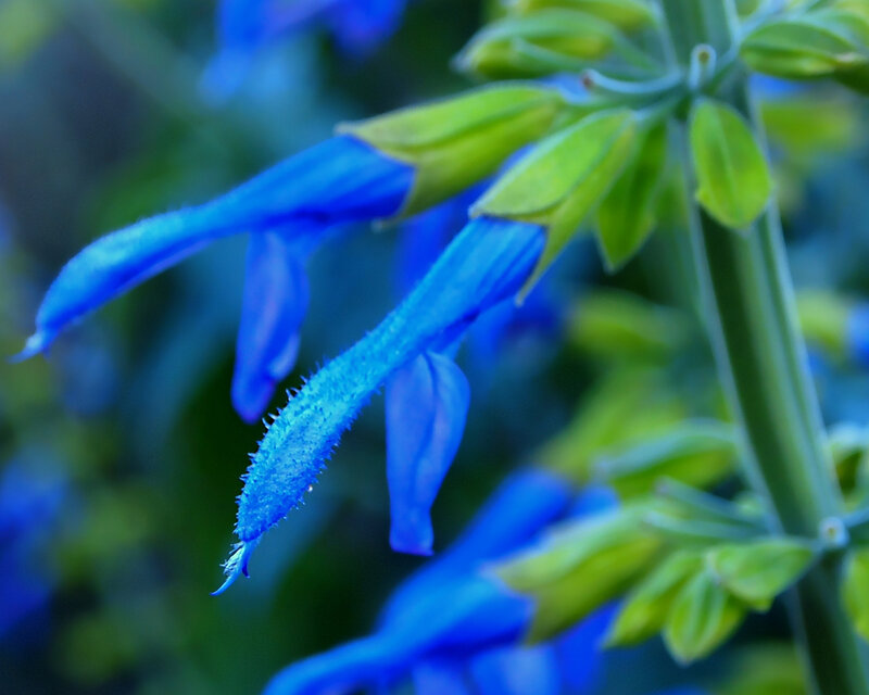 Blue Salvia Flower