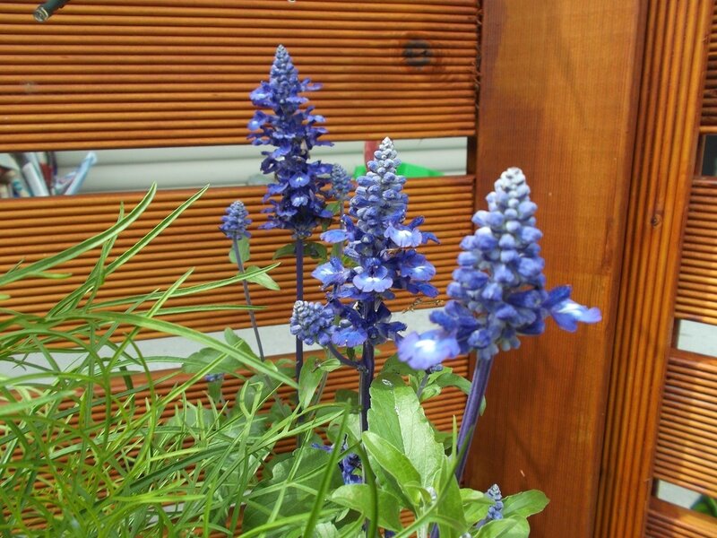 Blue Salvia Flowers — Calm