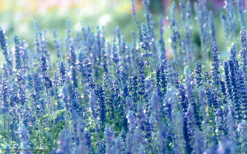 Blue Salvia Flowers — Serene