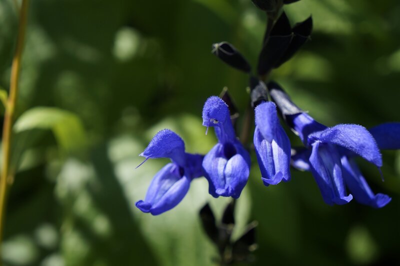 Blue Salvia Flowers
