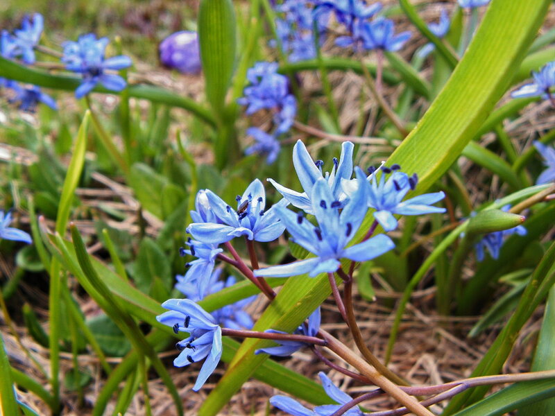 Blue Scilla Flowers — Natural