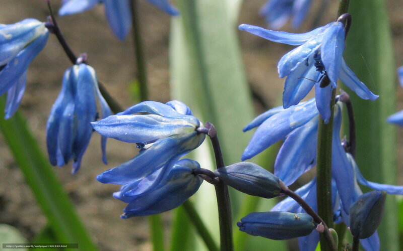 Blue Scilla Flowers — Serene, Spring, Photograph, Buds