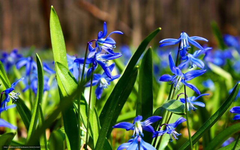 Blue Scilla Flowers — Serene, Spring, Photograph, Green Leaves, Sunlight