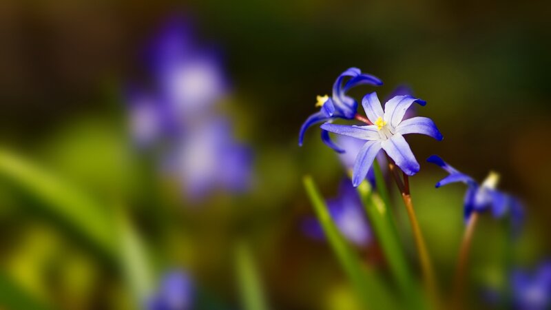 Blue Scilla Flowers — Serene, Spring, Photograph, Green Leaves, Yellow Centers