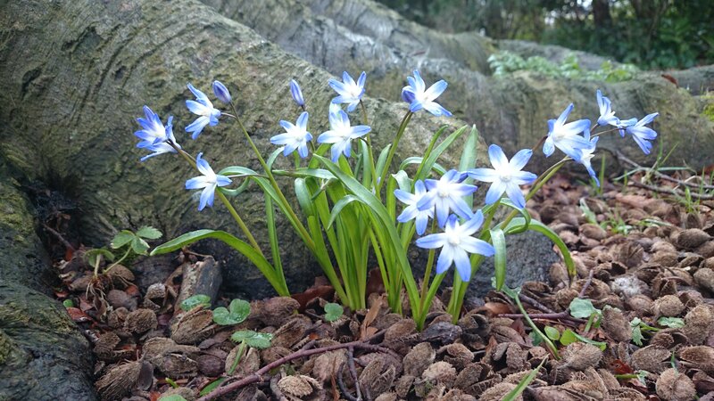 Blue Scilla Flowers — Serene, Spring, Photograph, Rock
