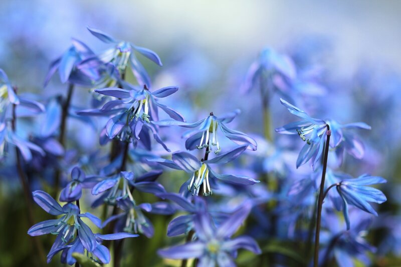 Blue Scilla Flowers — Serene, Spring, Photograph, Stems