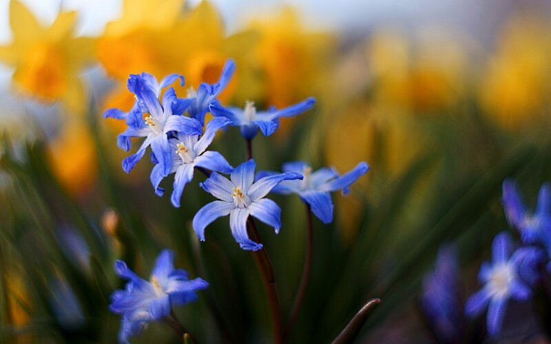 Blue Scilla Flowers — Serene, Spring, Photograph