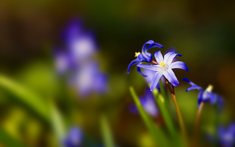 Blue Scilla Flowers — Serene, Spring