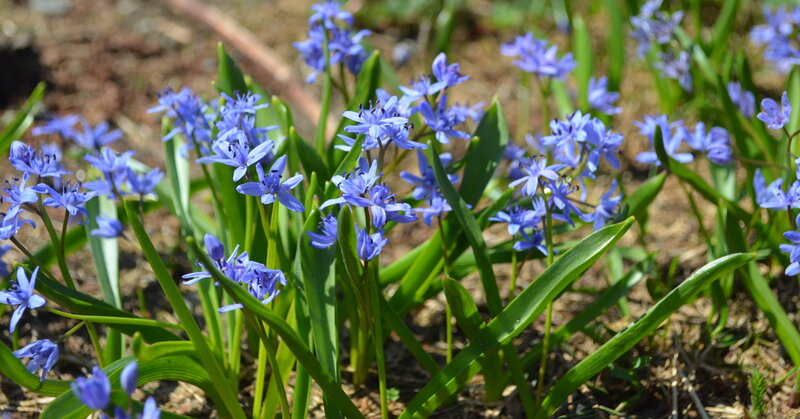 Blue Scilla Flowers — Serene