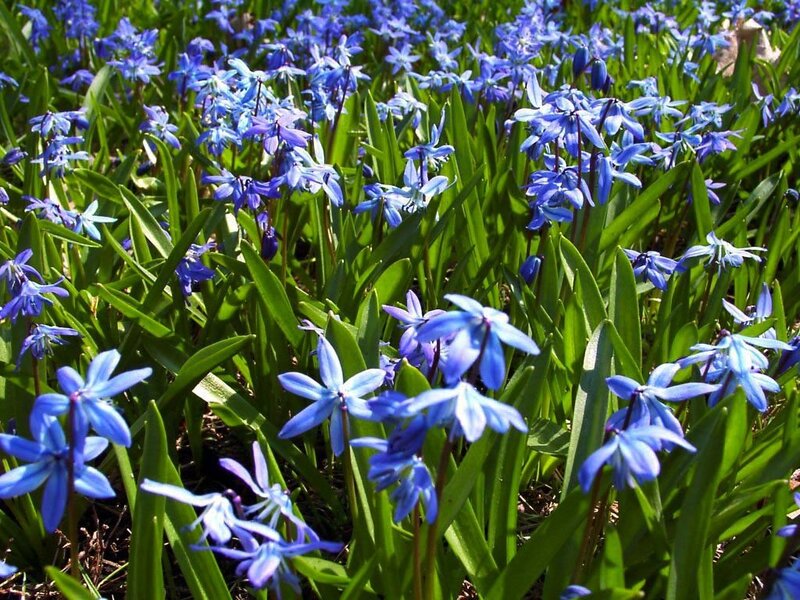 Blue Scilla Flowers