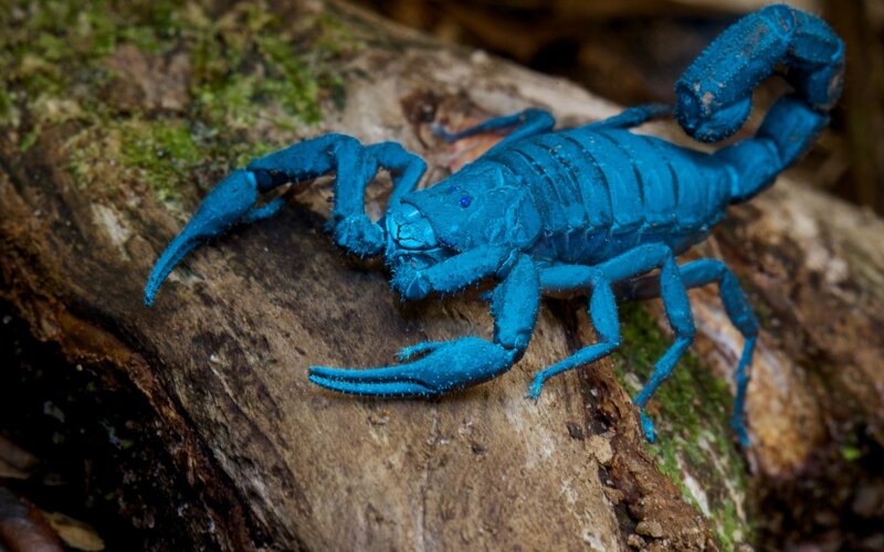 Blue Scorpion on Log