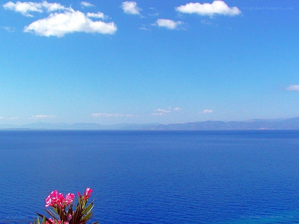 Blue sea and sky with flowers