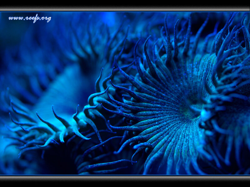 blue sea anemone close-up