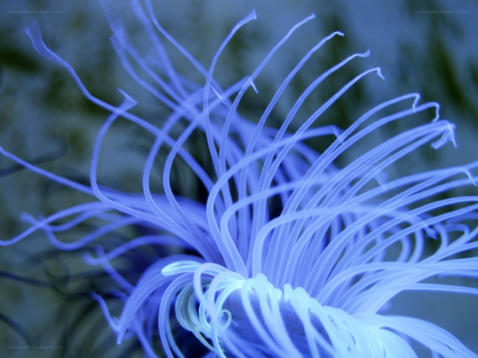 blue sea anemone tentacles