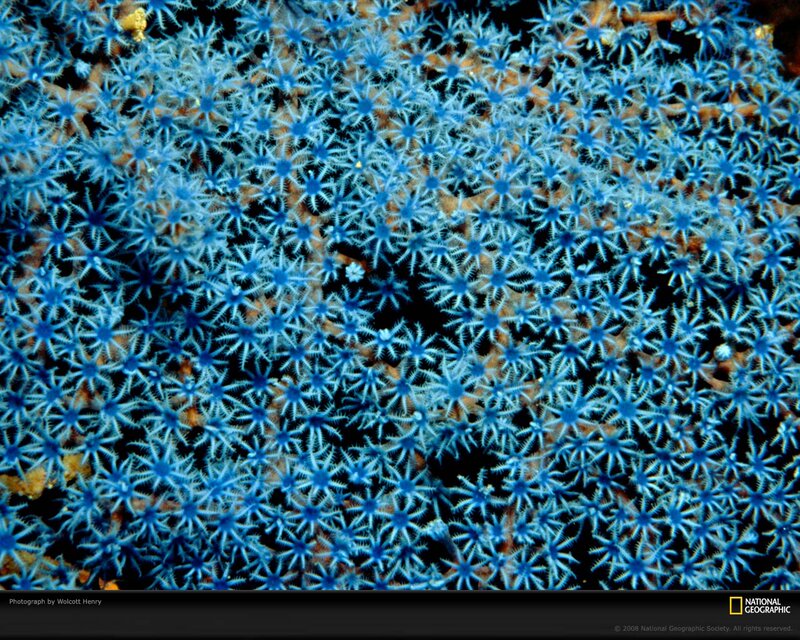 Blue Sea Anemones