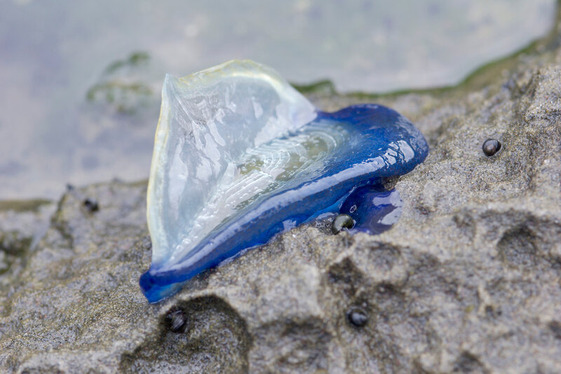 Blue sea creature on rock