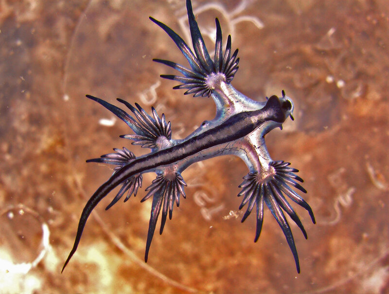 Blue Sea Slug — Calm
