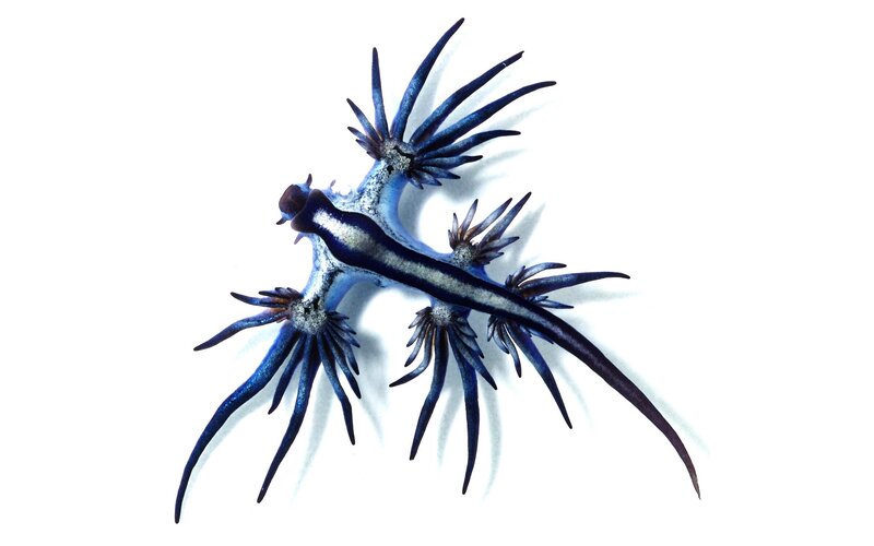 Blue Sea Slug — Neutral