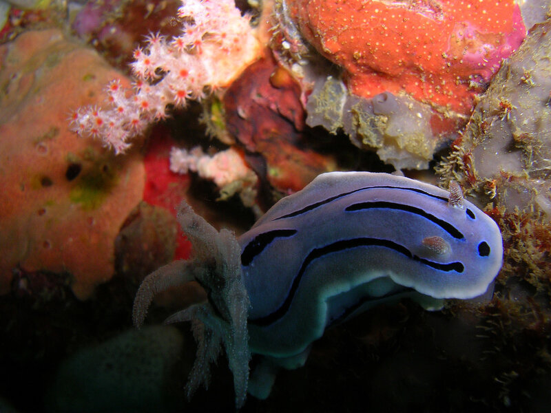 Blue sea slug on coral reef