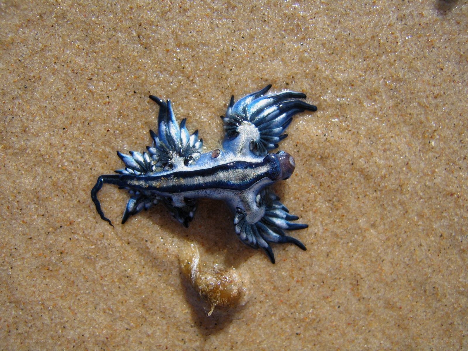 blue sea slug on sand