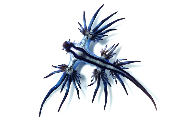 Blue sea slug