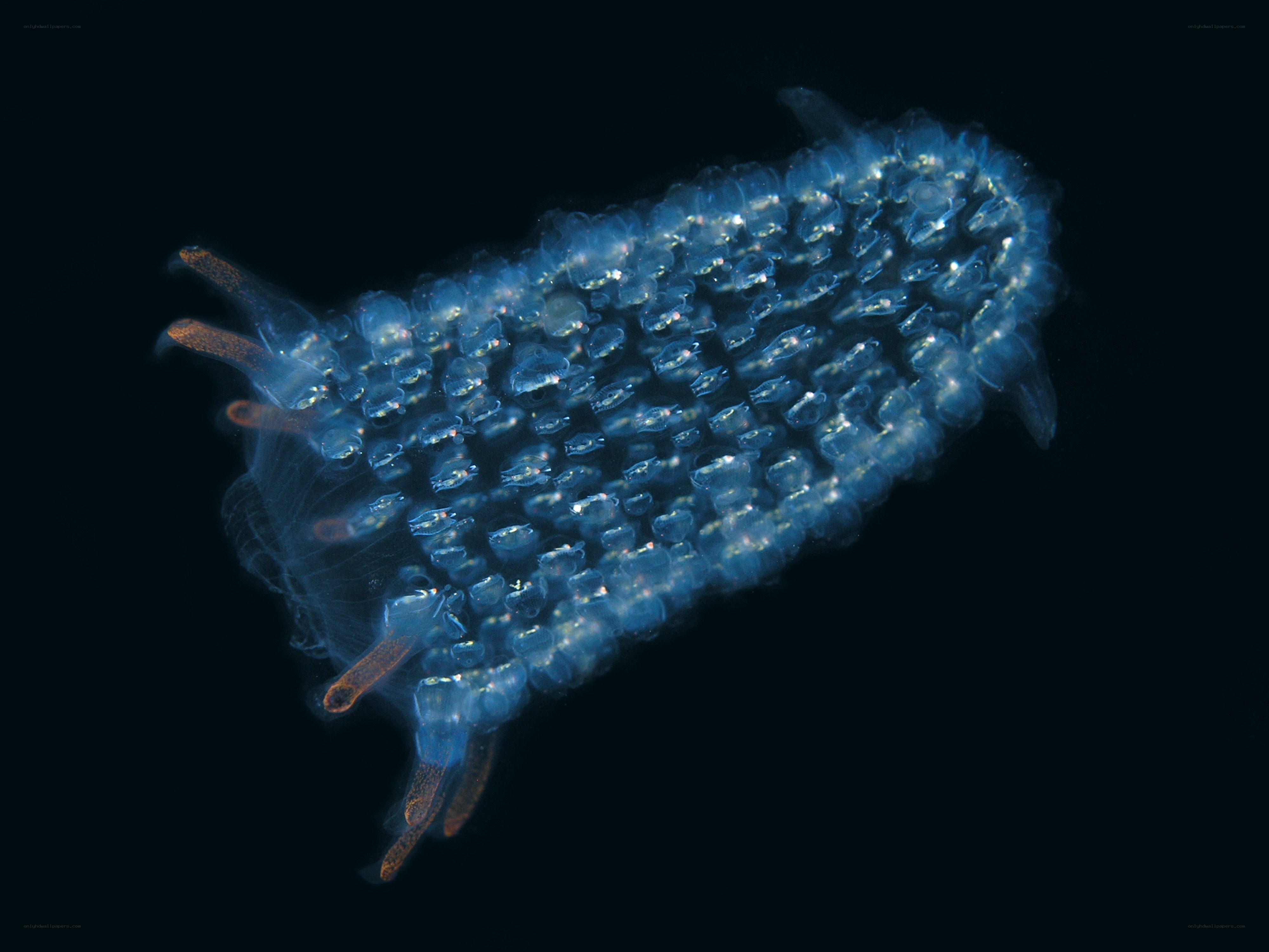 blue sea slug with eggs