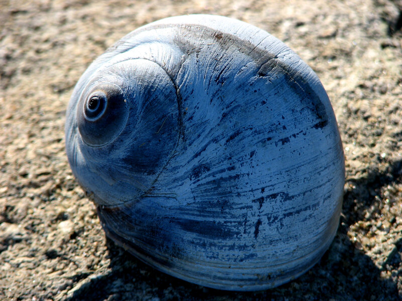 blue sea snail shell