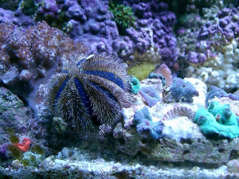 Blue Sea Urchin — Purple