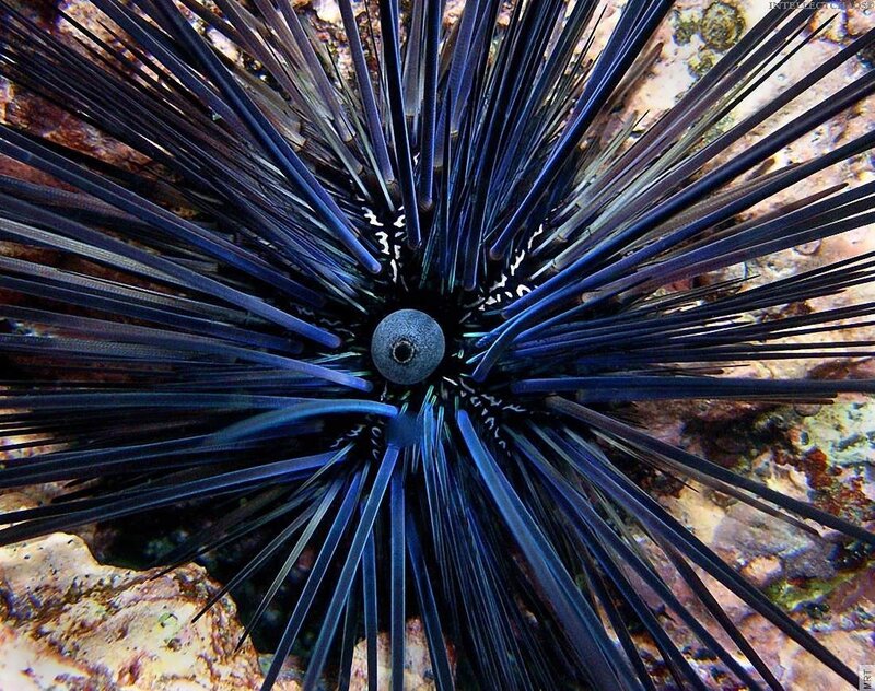 blue sea urchin