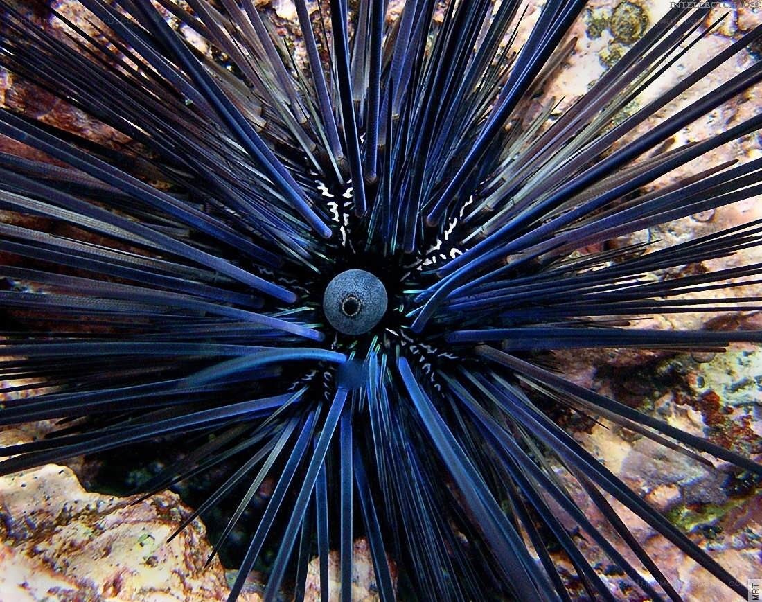 blue sea urchin