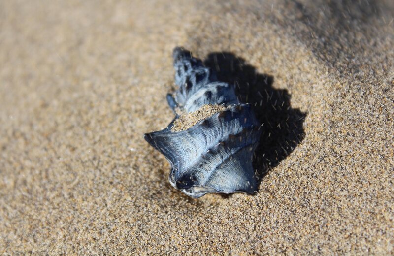 Blue Seashell on Sand — Brown