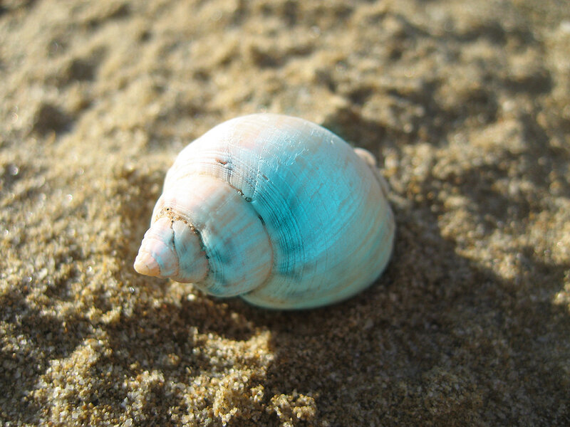 blue seashell on sand