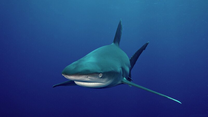 Blue Shark Swimming — Calm