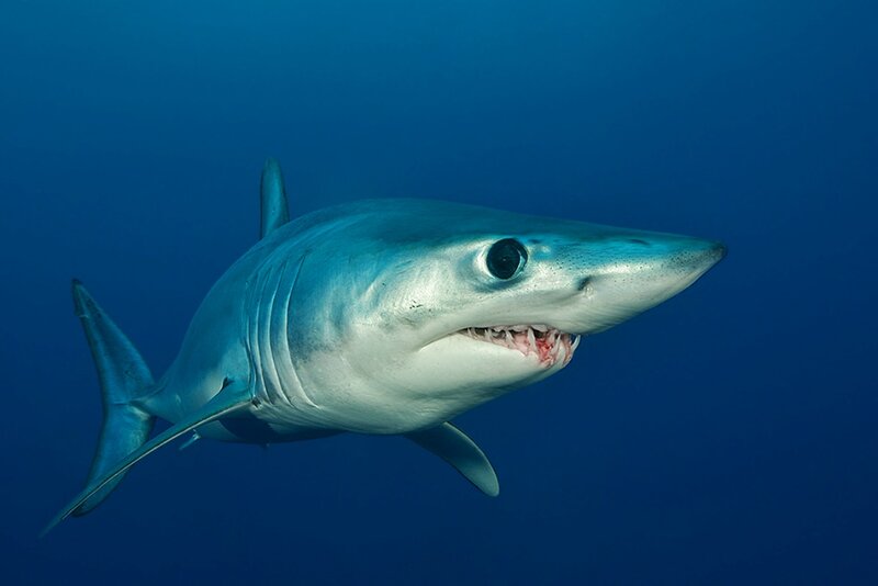 Blue Shark Swimming — Dramatic