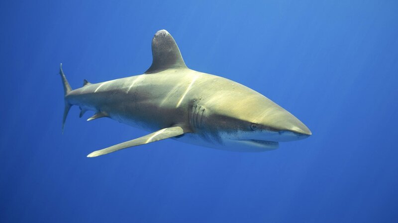Blue Shark Swimming — Serene, Photograph, Ocean