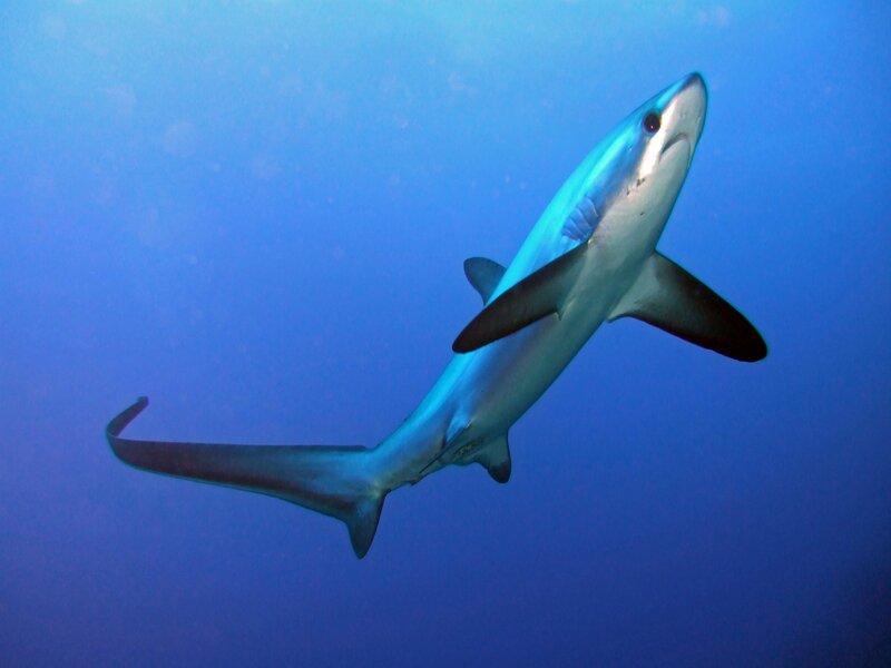 Blue Shark Swimming — Serene, Photograph, Ocean, Underwater