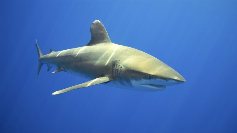 Blue Shark Swimming — Serene, Photograph