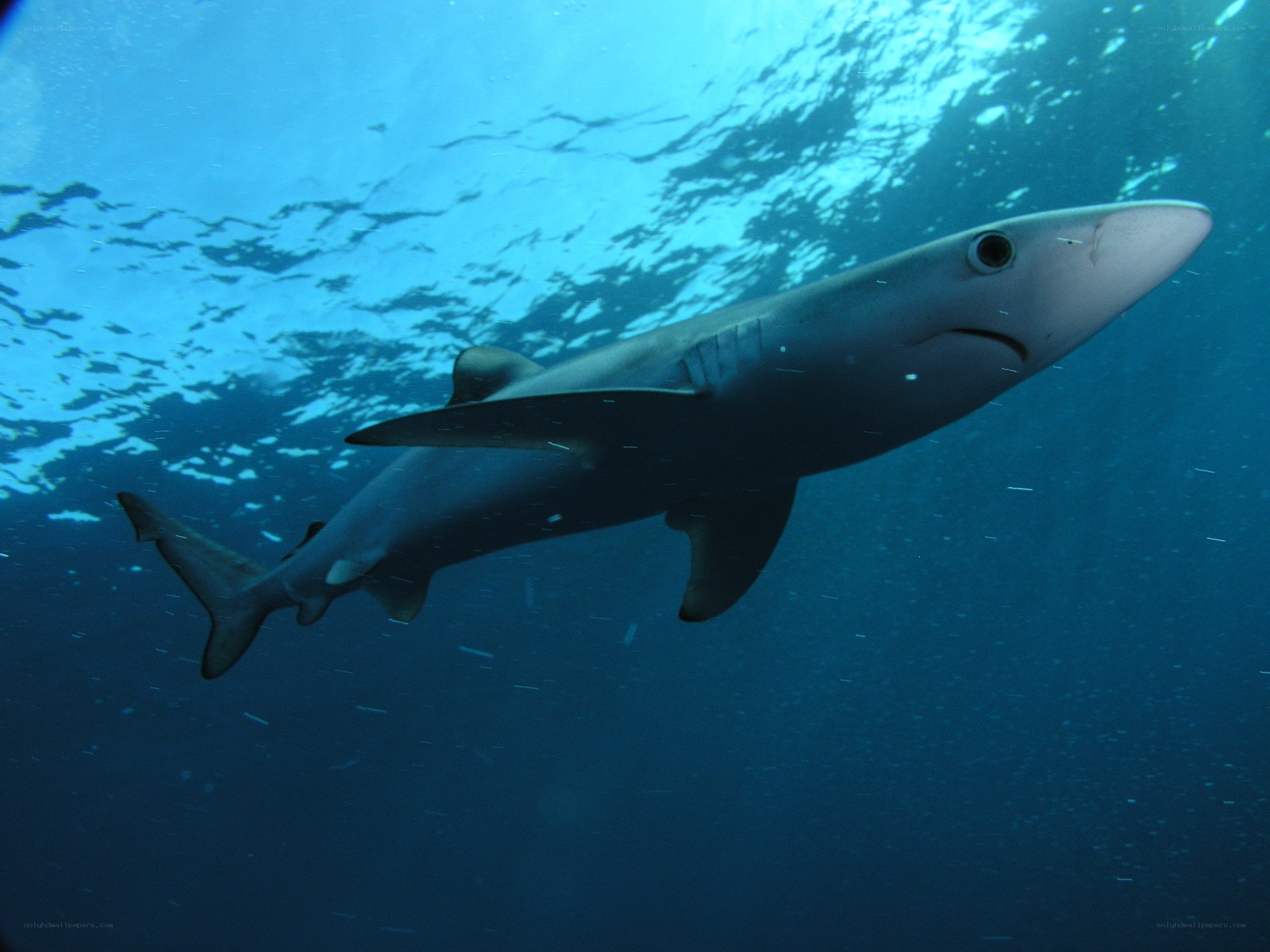 Blue shark swimming underwater