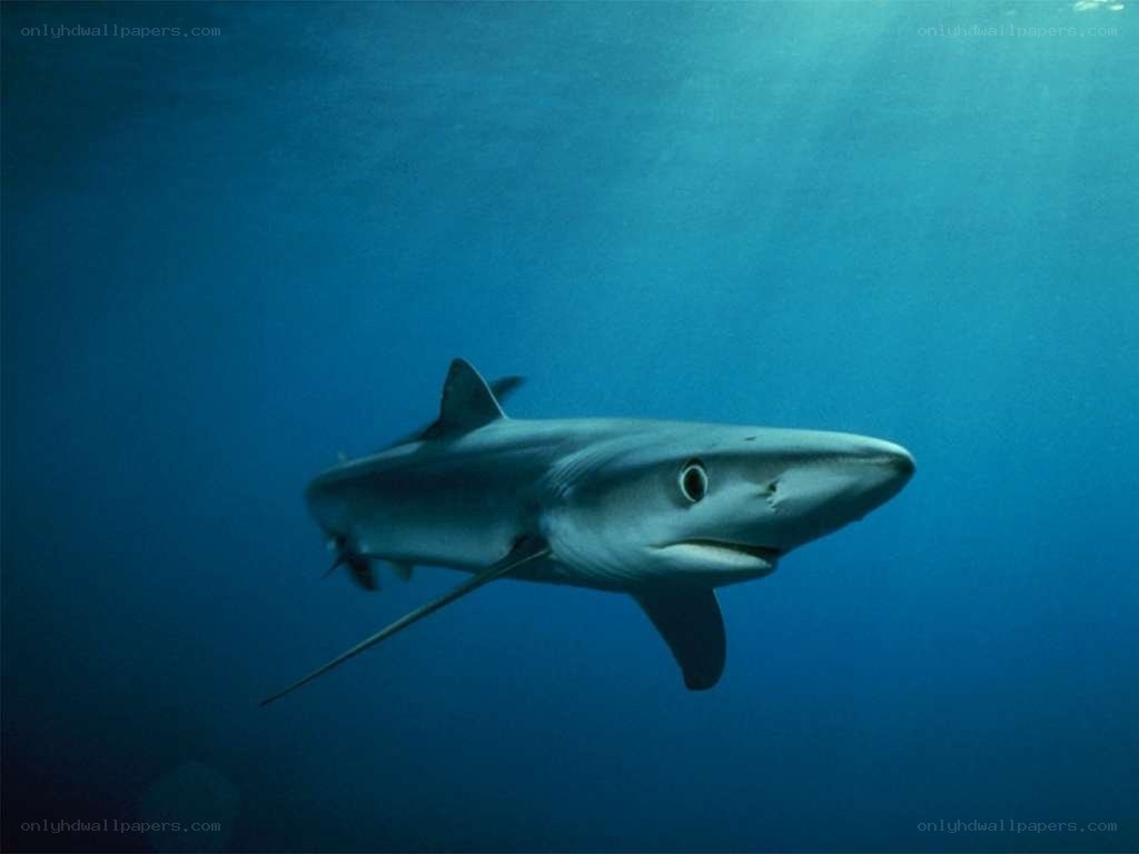 Blue shark swimming underwater